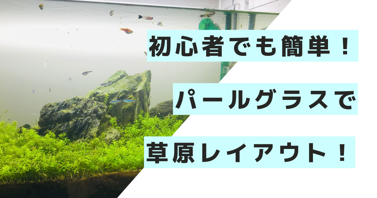 初心者でも簡単 草原レイアウトの作り方はパールグラスと石だけ Co2がなくても大丈夫 アクアぷらす