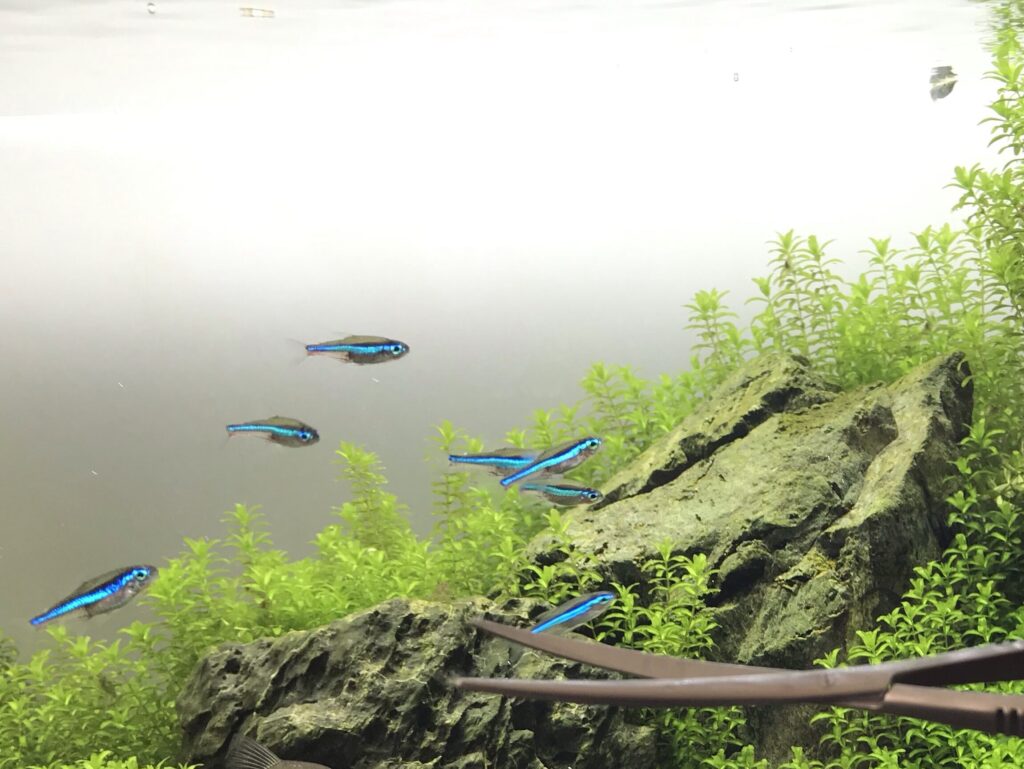 水槽が臭くなる原因７つと改善方法について解説 アクアちょいぷらす