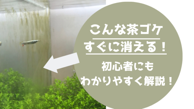 バクテリアが原因 水槽の茶ゴケ 茶色い汚れ の原因と対策について解説 アクアぷらす バクテリアが原因 水槽の茶ゴケ 茶色い汚れ の原因と対策について解説 アクアぷらす