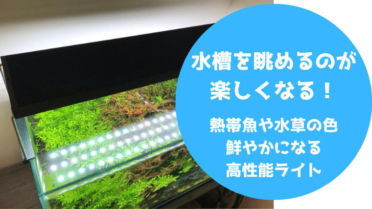 【Chihiros WRGBⅡ60を徹底レビュー】水草育成に悩むならこれで決まり！アプリで調光できる高機能ライト