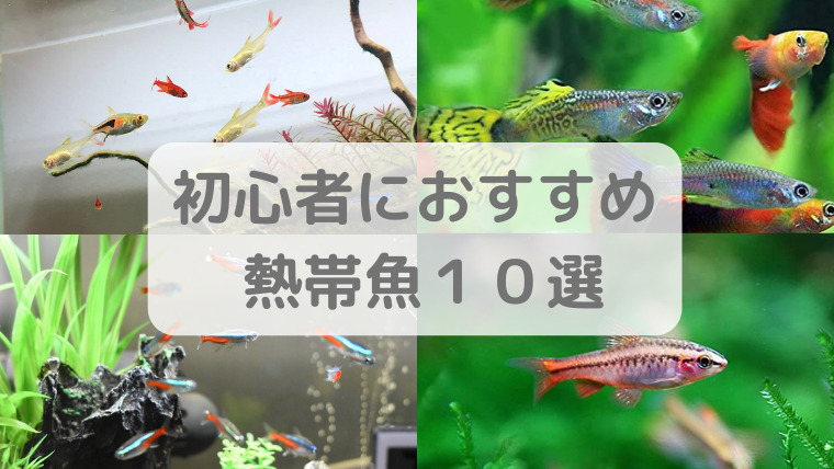 初心者でも飼いやすい熱帯魚１０選！混泳ができ見栄えがおすすめの種類を紹介！