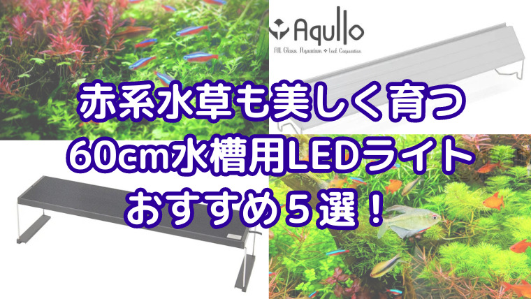 【水草がきれいに育つ】60cm水槽用LEDライトおすすめ５選！赤系水草や緑の絨毯もできる！