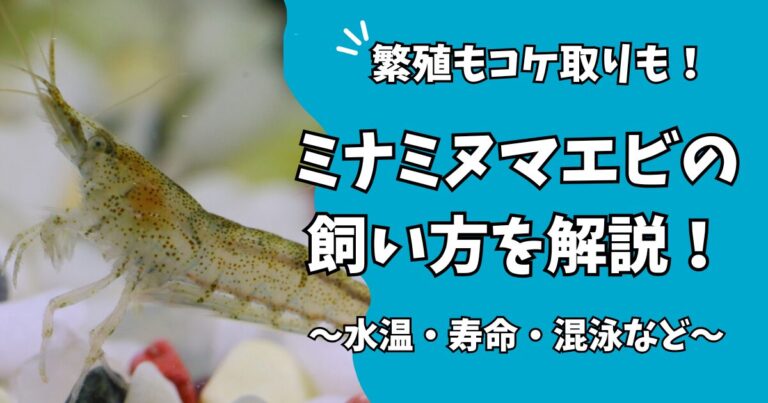 【ミナミヌマエビの飼育完全ガイド】寿命や水温・繁殖・エサについて初めて飼う方のために解説! | アクアぷらす