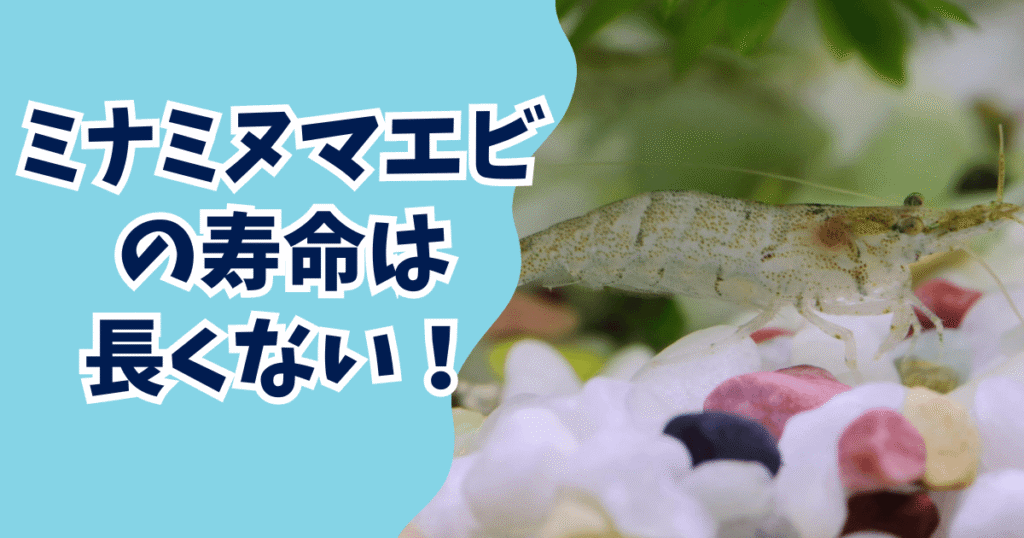 ミナミヌマエビ飼育の方法を解説!寿命や水温・繁殖させるために必要なことやエサなども|アクアぷらす