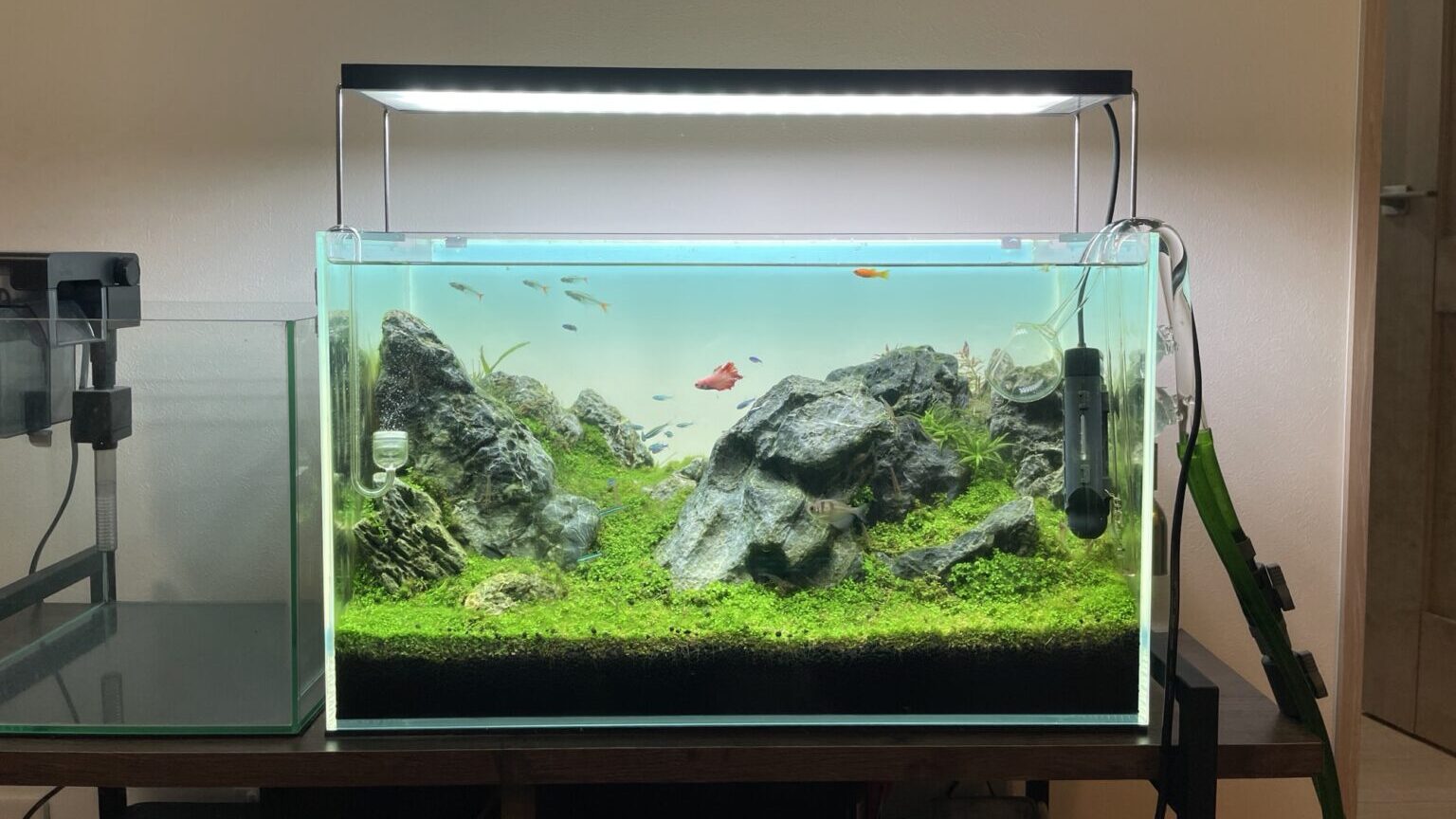 Chihiros WRGBⅡ60を徹底レビュー】水草育成に悩むならこれで決まり