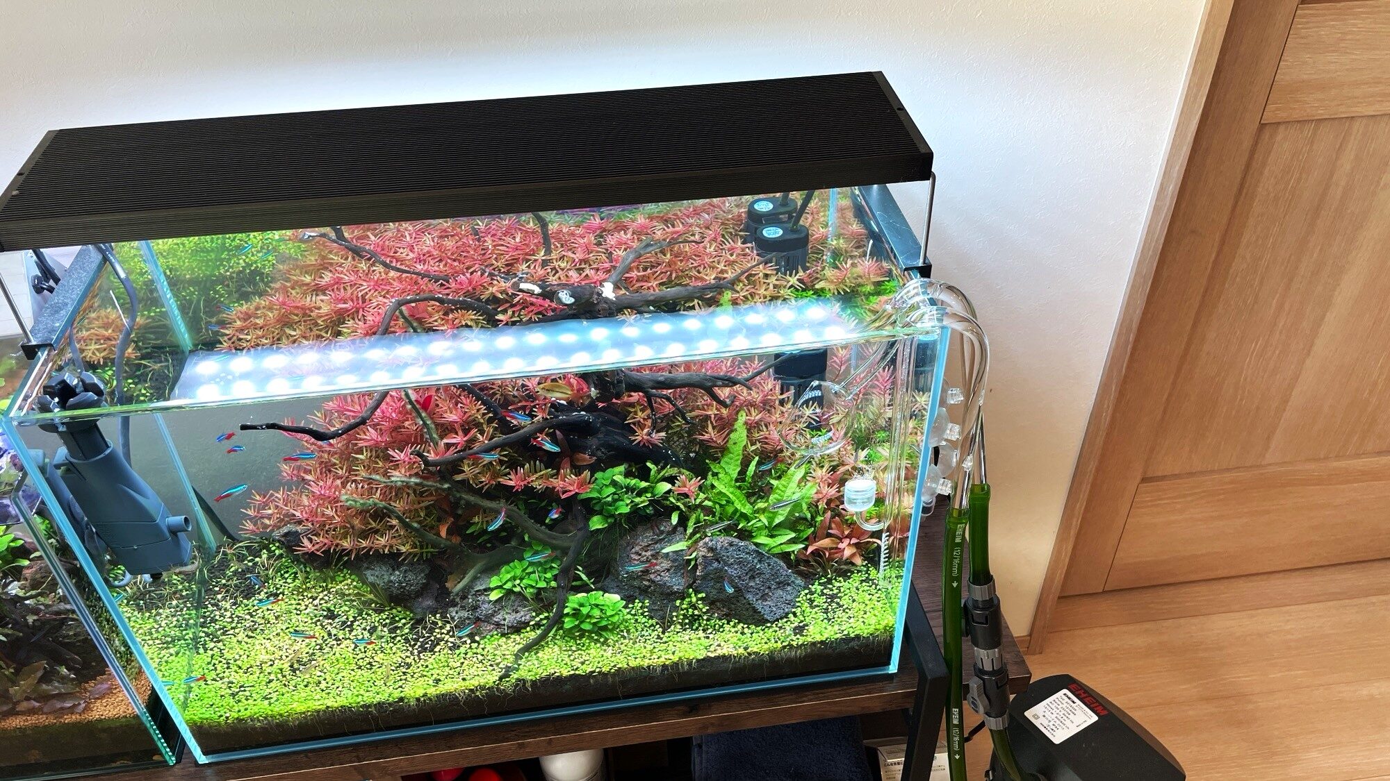 Chihiros WRGBⅡ60を徹底レビュー】水草育成に悩むならこれで決まり