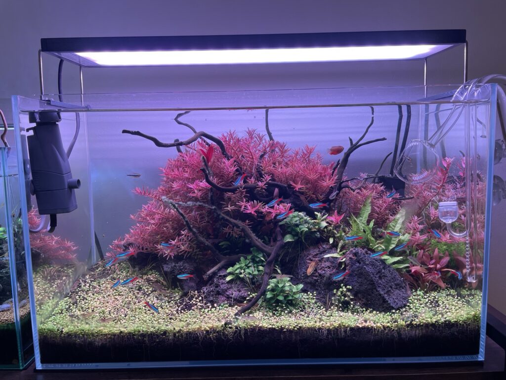 Chihiros WRGBⅡ60を徹底レビュー】水草育成に悩むならこれで決まり