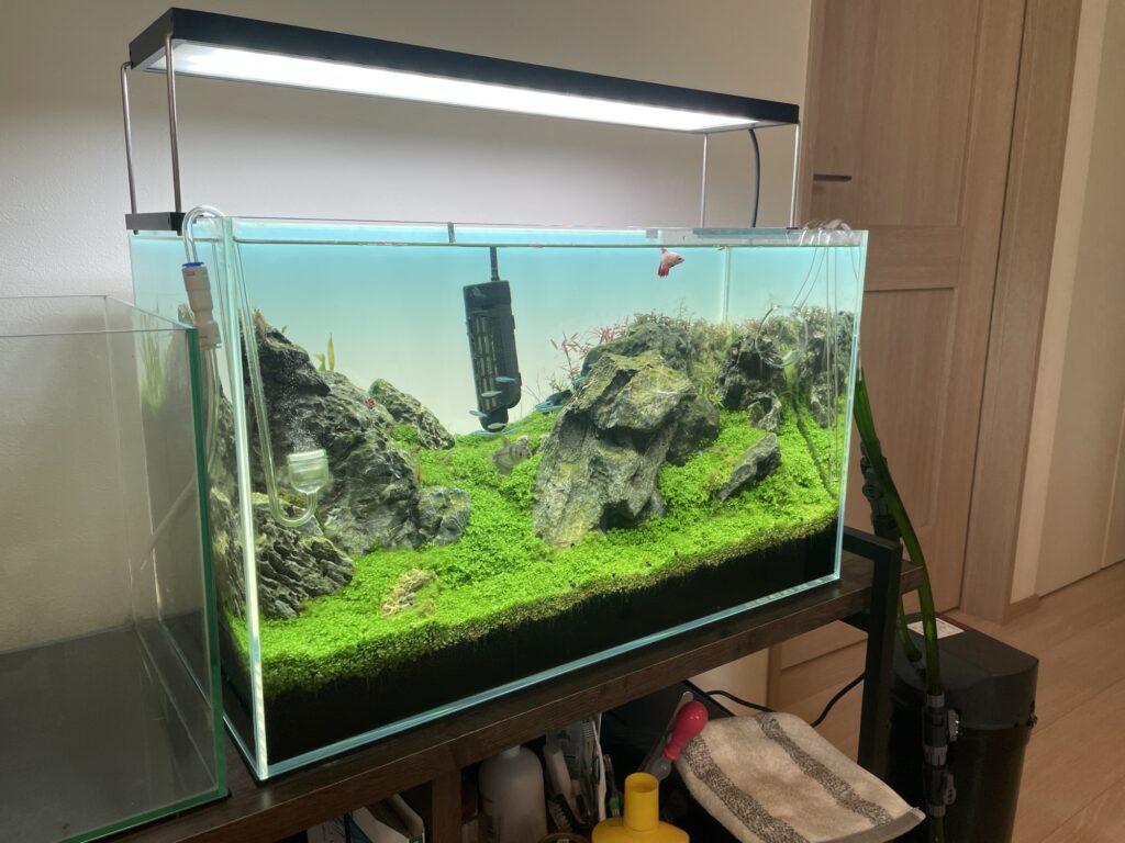 ニューラージパールグラスの水槽