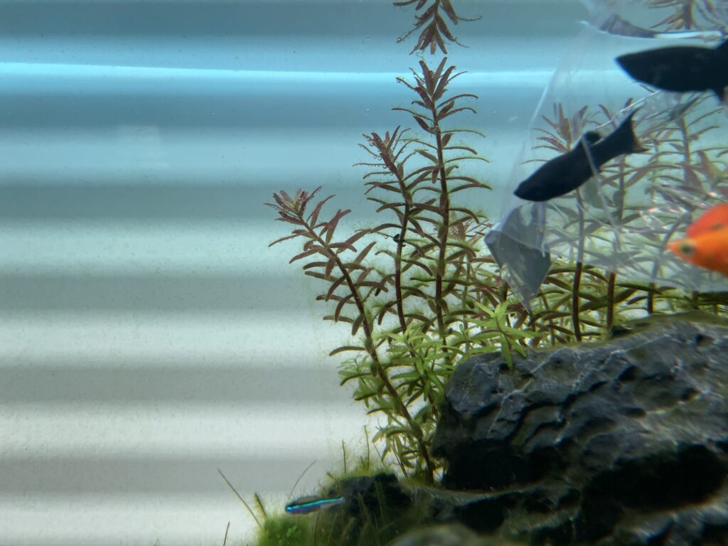 コケがついた水草