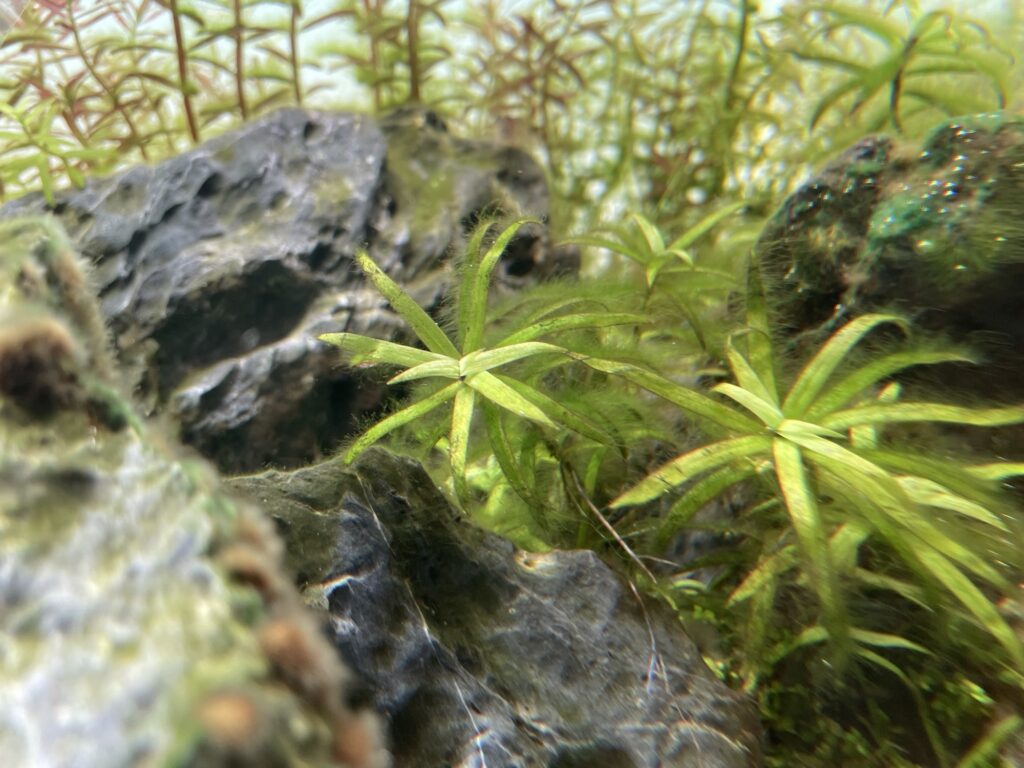 コケがついた水草