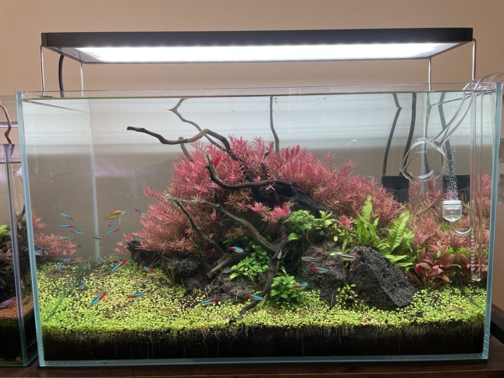 キレイに育っている水草水槽
