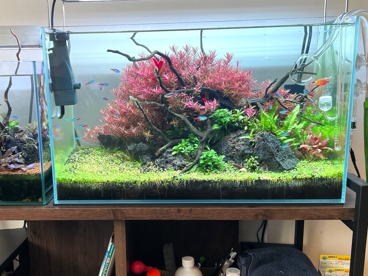 液肥を使用した水草水槽